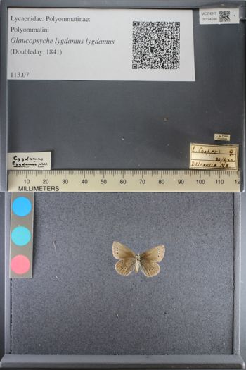Media type: image;   Entomology 194598